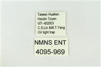 連珠波紋蛾藏品圖，第3張