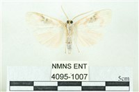 臺雪苔蛾藏品圖，第2張