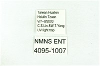 臺雪苔蛾藏品圖，第3張