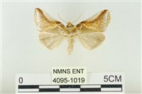 印華波紋蛾藏品圖，第1張