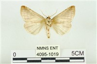 印華波紋蛾藏品圖，第2張