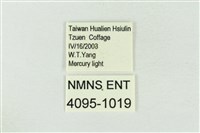 印華波紋蛾藏品圖，第3張