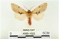 棍棒污燈蛾藏品圖，第1張