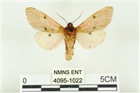 棍棒污燈蛾藏品圖，第2張