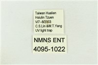 棍棒污燈蛾藏品圖，第3張