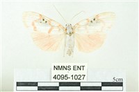 臺雪苔蛾藏品圖，第1張