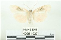 臺雪苔蛾藏品圖，第2張