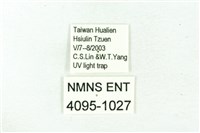 臺雪苔蛾藏品圖，第3張