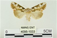 連珠波紋蛾藏品圖，第1張