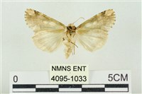 連珠波紋蛾藏品圖，第2張