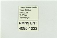 連珠波紋蛾藏品圖，第3張