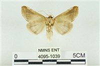 印華波紋蛾藏品圖，第2張