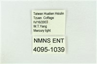 印華波紋蛾藏品圖，第3張