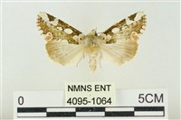 連珠波紋蛾藏品圖，第1張