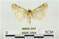 連珠波紋蛾藏品圖，第2張