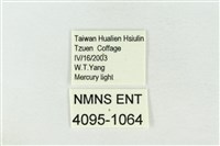 連珠波紋蛾藏品圖，第3張