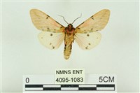 棍棒污燈蛾藏品圖，第2張