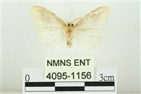 寬紋黃毒蛾藏品圖，第2張