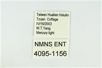 寬紋黃毒蛾藏品圖，第3張