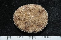 網楯海膽藏品圖，第1張