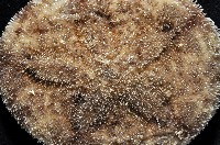 網楯海膽藏品圖，第2張