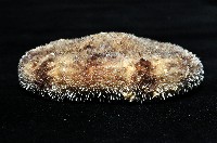 網楯海膽藏品圖，第3張