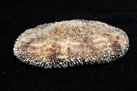 網楯海膽藏品圖，第4張