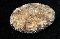 網楯海膽藏品圖，第5張