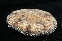 網楯海膽藏品圖，第6張