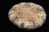 網楯海膽藏品圖，第7張