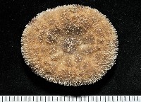 網楯海膽藏品圖，第8張