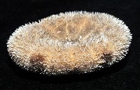 網楯海膽藏品圖，第9張