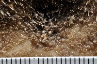 網楯海膽藏品圖，第10張