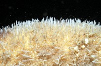 網楯海膽藏品圖，第12張