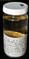 網楯海膽藏品圖，第13張