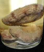 網楯海膽藏品圖，第14張