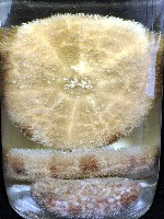 網楯海膽藏品圖，第15張