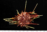 浪腔海膽(波紋腔海膽)藏品圖，第1張