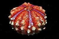 浪腔海膽(波紋腔海膽)藏品圖，第4張