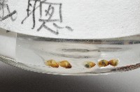 鋸齒小菜籽蛤藏品圖，第2張