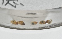 鋸齒小菜籽蛤藏品圖，第3張