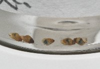 鋸齒小菜籽蛤藏品圖，第4張