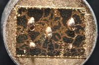 鋸齒小菜籽蛤藏品圖，第3張