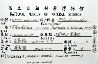 鋸齒小菜籽蛤藏品圖，第4張