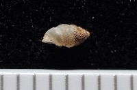 卑南芝麻蝸牛藏品圖，第4張