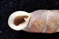 寬敏煙管蝸牛藏品圖，第3張