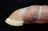 寬敏煙管蝸牛藏品圖，第4張