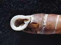 寬敏煙管蝸牛藏品圖，第3張