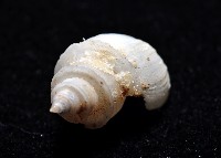 押方麂眼螺藏品圖，第4張