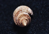 押方麂眼螺藏品圖，第3張